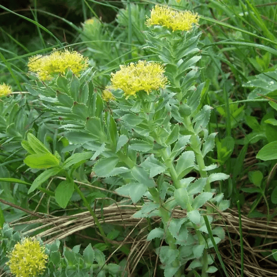 Rhodiola