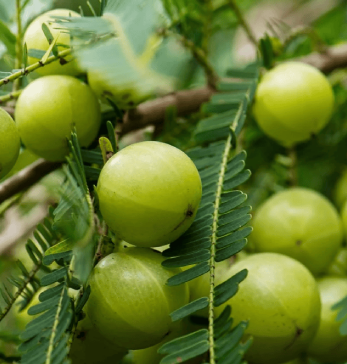 naturalamla